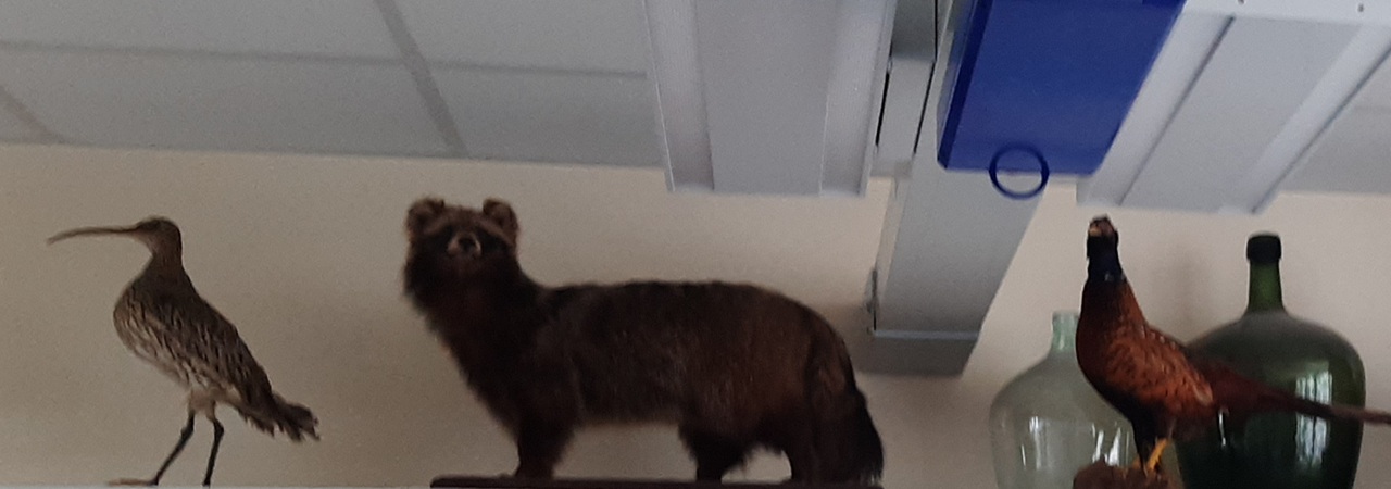 Automatisch wechselndes Bild